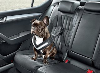 Skoda выпускает набор автомобильных аксессуаров для собак